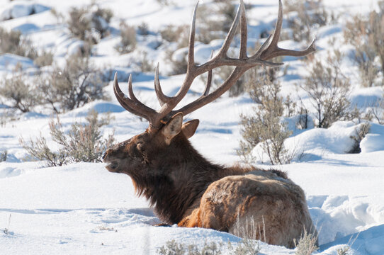 View of a bull elk resting in the deep snow of Yellowstone National Park, United States.