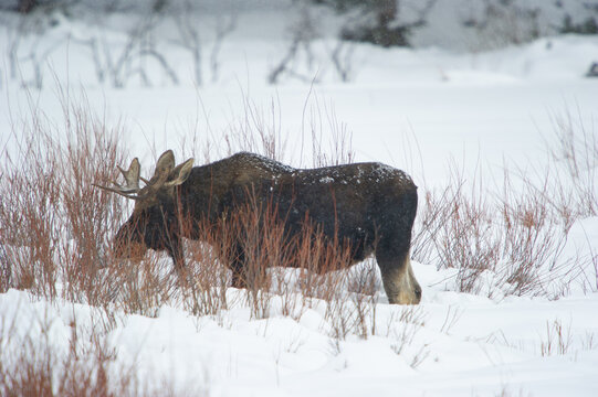 View of a bull moose standing in a snow-covered field surrounded by dry willow branches in Yellowstone National Park, United States.