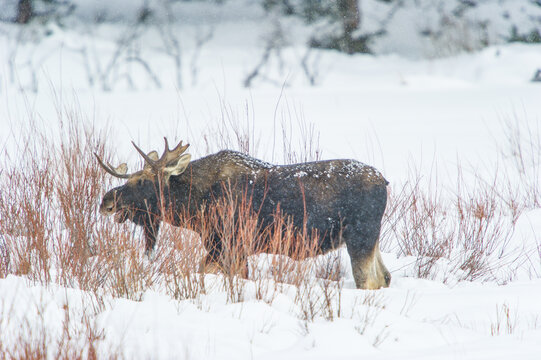 View of a moose standing in a snowy field with bare branches in Yellowstone National Park, United States.