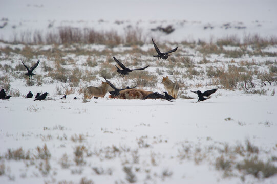 View of coyotes scavenging on a carcass in a snowy landscape with ravens flying overhead in Yellowstone National Park, United States.