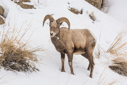 View of a bighorn sheep standing in deep snow and chewing on dry grass in Yellowstone National Park, United States.