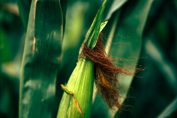 Obraz premium Close-up of a green corn cob wrapped in husks with brown corn silk growing on a plant in a field.