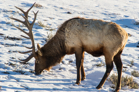 View of a bull elk with large antlers foraging for food in the snow-covered landscape of Yellowstone National Park, United States.