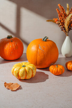 Autumn pumpkins background with orange pumpkins, dried flowers and fallen leaf in warm sunlight, seasonal fall decoration for Halloween, Thanksgiving, home and lifestyle concepts