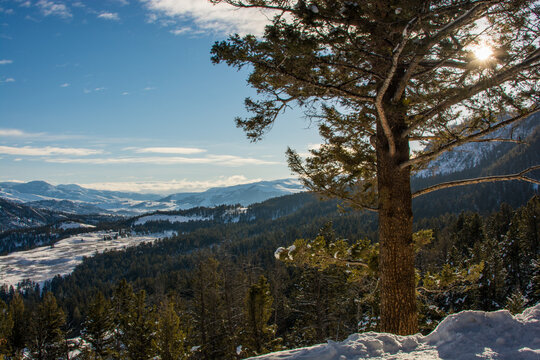 View of Yellowstone National Park in winter with snow-covered mountains, evergreen forests, and bright sunlight filtering through a pine tree in the United States.