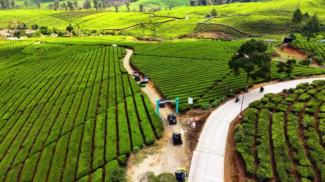 Aerial view of Kebun Teh Pangalengan featuring lush green tea plantations, winding roads, and small vehicles, set in the rolling hills of Kecamatan Pangalengan, Jawa Barat, Indonesia.