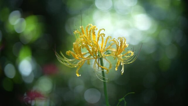 Cinematic close-up of a golden spider lily in nature (4K)
