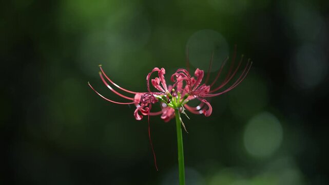 Cinematic close-up of a red spider lily in nature (4K)