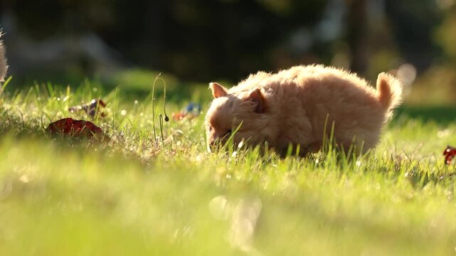 Small fluffy Chihuahua puppies playing together outdoors on grass and fallen leaves in a sunny autumn garden.