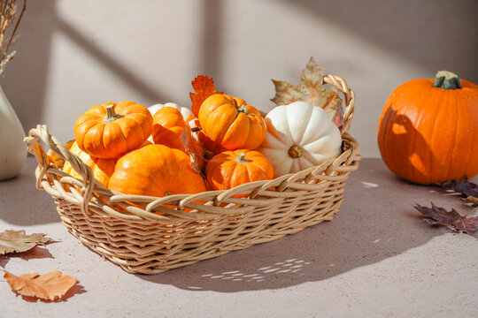 Autumn pumpkin harvest in a wicker basket with orange and white pumpkins, dried leaves and warm sunlight, seasonal fall still life for Halloween, Thanksgiving, home decoration and food concepts