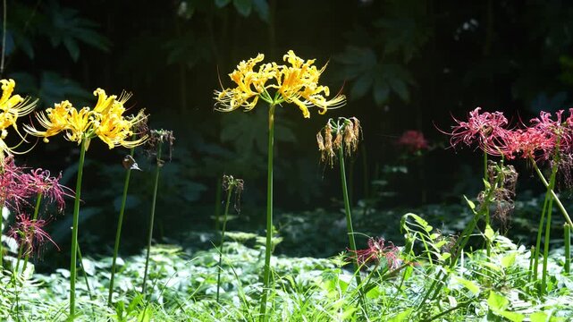 Golden and Red Spider Lilies Glowing in Sunlight Against a Dark Forest (4K)