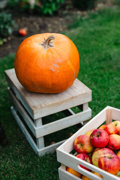 Autumn pumpkin and fresh apples in wooden crates in garden, natural seasonal harvest scene for fall food, Halloween, Thanksgiving, agriculture and countryside lifestyle concepts