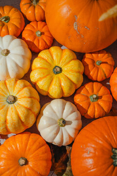 Colorful autumn pumpkin and squash background, orange and white pumpkins with natural shadows, seasonal fall food background for Halloween and Thanksgiving