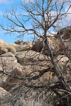 California Juniper, Juniperus Californica a graceful native dioecious shrub with dead snag stature which provides habitat for numerous organisms during Winter in the Little San Bernardino Mountains.