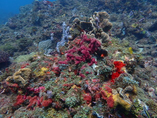 coral reef © Enrique