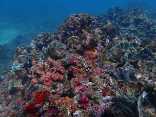 coral reef © Enrique