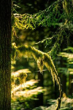 View of moss-covered tree branches in the lush temperate rainforest of Olympic National Park, illuminated by sunlight filtering through the canopy in Port Angeles, Washington, United States.