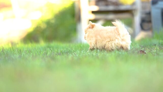 Small fluffy Chihuahua puppies playing together outdoors on grass and fallen leaves in a sunny autumn garden.