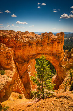View of the natural rock arch at Bryce Canyon National Park with a pine tree in the foreground under a clear blue sky in Utah, United States.