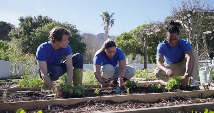 Diverse volunteers in blue shirts planting seedlings during planting day in raised beds with trowel