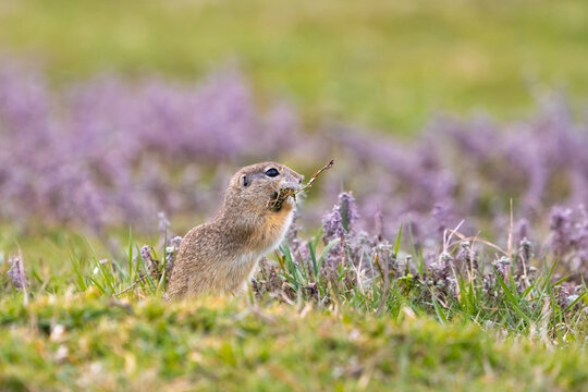 Ground squirrel (Spermophilus citellus) eating fresh vegetation among purple wildflowers in a spring meadow
