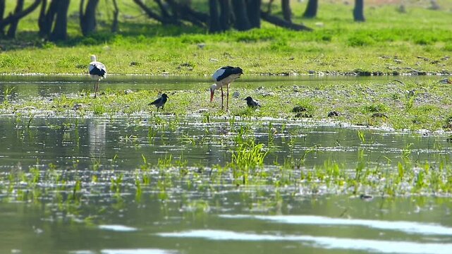 Miniature tilt shift effect timelapse of a white stork walking fast in shallow lake water with jackdaw birds in background toy effect creative fast motion wild avian behavior diorama concept
