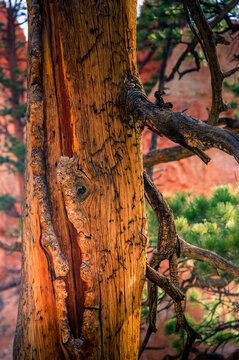 View of the weathered bark of a pine tree with deep fissures and warm golden tones, set against the iconic red rock formations of Bryce Canyon National Park in Utah, United States.