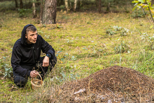 Person in black sitting and looking large forest anthill covered with dry pine needles and surrounded by green grass, outdoor nature scene