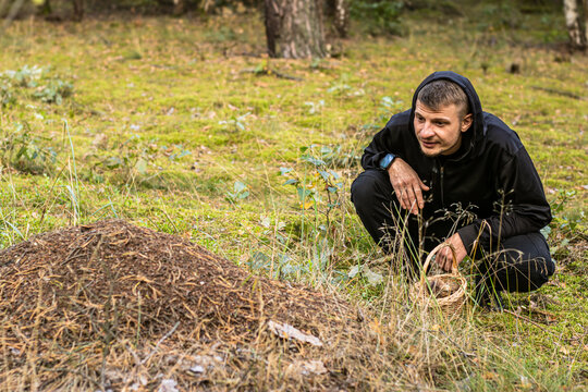 Person in black sitting and looking large forest anthill covered with dry pine needles and surrounded by green grass, outdoor nature scene