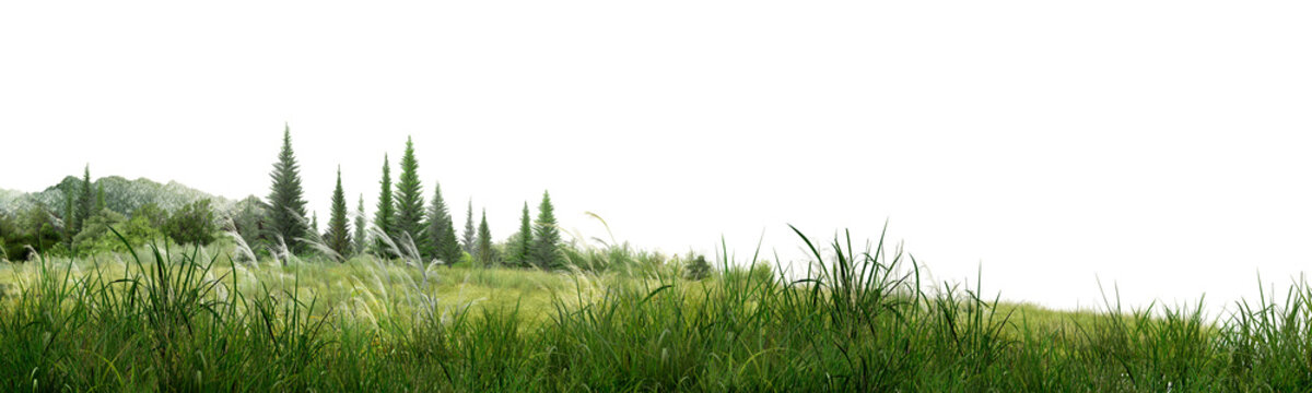 green grass isolated on white background/High-resolution sharp green grass field with pine trees and forest background isolated on white, detailed natural landscape for design.