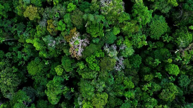 Drone view looking directly down on a dense tropical rainforest canopy with varied tree crowns. The natural pattern highlights biodiversity, ecological complexity and forest conservation.