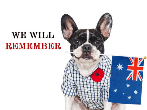 Cute dog with a red poppy pin holds a Australian flag. Remembrance Day tribute to Australian fallen soldiers. Symbolizes national pride. Ideal for Australian memorial content