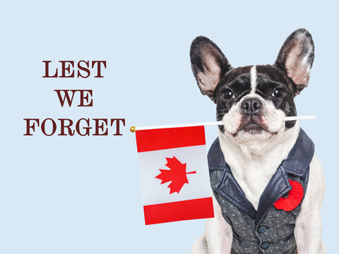 Cute dog with a red poppy pin holds a Canadian flag. Remembrance Day tribute to Canadian fallen soldiers. Symbolizes national pride. Ideal for Canadian memorial content