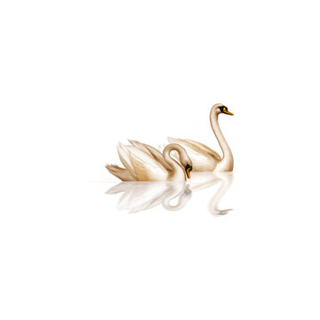 Two beautiful white swans cygnus olor with water reflection cutout isolated on transparent background