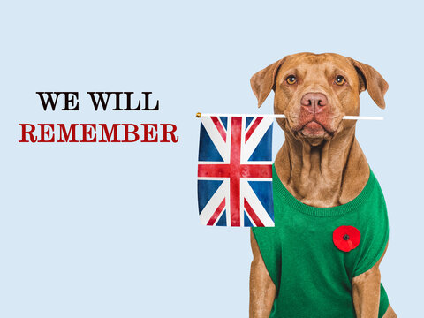 Cute dog with a red poppy pin holds a UK flag. Remembrance Day tribute to fallen soldiers. Symbolizes national pride. Ideal for UK memorial content