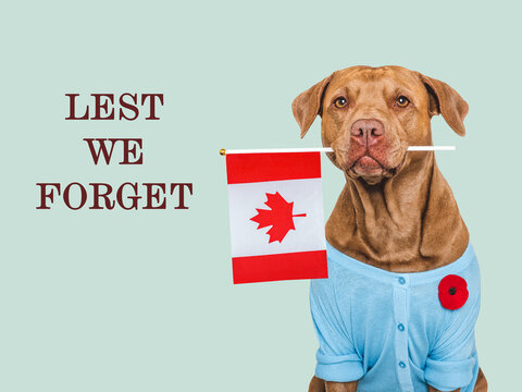 Cute dog with a red poppy pin holds a Canadian flag. Remembrance Day tribute to Canadian fallen soldiers. Symbolizes national pride. Ideal for Canadian memorial content