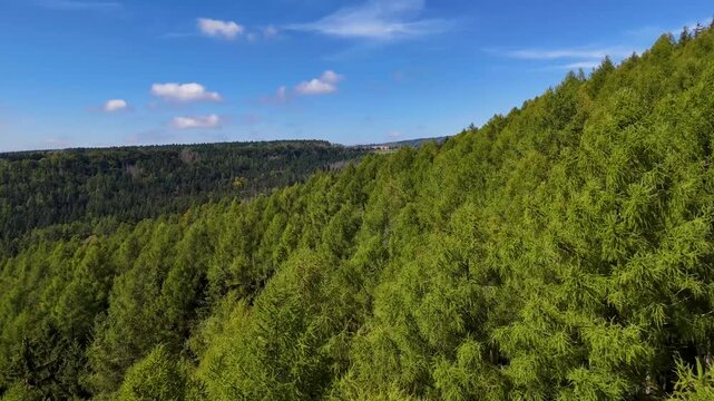 Aerial Drone Flyover of Dead Ponderosa Pine Forest in Black Hills SD