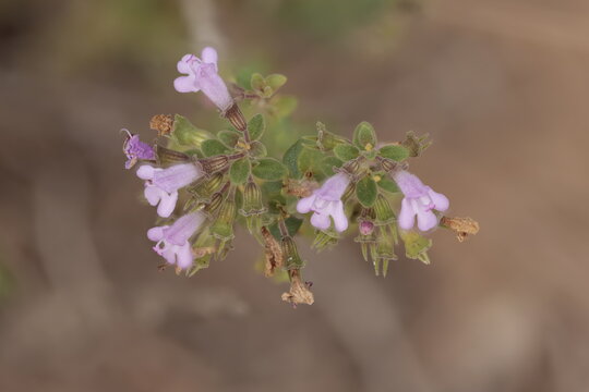 Inflorescencia de peque&ntilde;a flor arom&aacute;tica de tomillo silvestre en el parque natural de la sierra de Mariola en Bocairent, Espa&ntilde;a