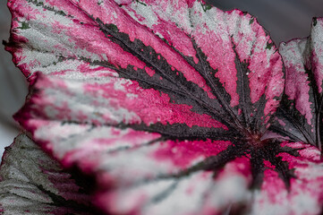 Begonia © Ania Burczyńska