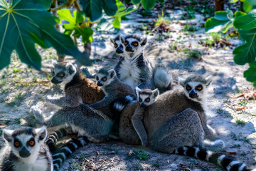 Famille de lémuriens catta (Lemur catta) réunie sous un figueir, adultes et jeunes aux grands yeux orangés © William Vallée