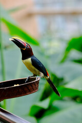 Fototapeta premium Green aracari toucanet feeding on fruit at bowl feeder