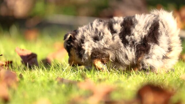 Small fluffy Chihuahua puppies playing together outdoors on grass and fallen leaves in a sunny autumn garden.