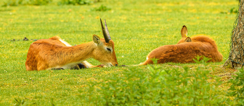 red or southern lechwe (Kobus leche) laying