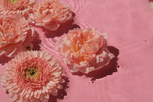 Rose and gerbera flowers swim in water texture on pink background