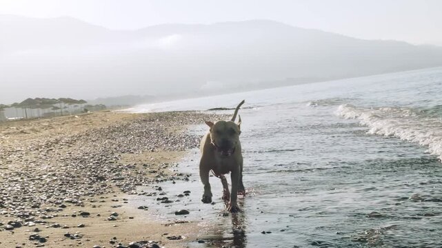 A slow motion video of an eight year old female one eyed pitbull running joyfully along a sandy beach illuminated by bright morning sunlight, capturing strength and happiness.
