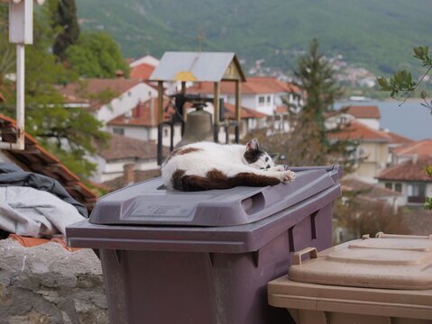 View of a cat sleeping on a plastic trash bin with the historic town of Ohrid and Lake Ohrid in the background in Ohrid, Municipality of Ohrid, North Macedonia.
