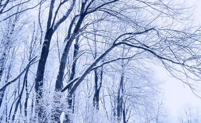 Fototapeta premium Winter trees landscape, panoramic background. A dense tangle of bare branches covered with white frost. A pale sky visible through the intricate frozen canopy above