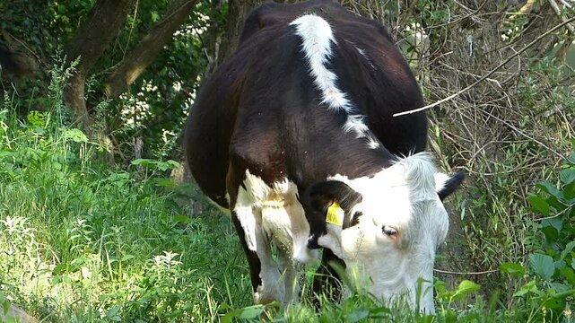 Close up detailed shot of a single domestic cow grazing fresh green grass in the shade next to an old macadam road rural agriculture concept farming livestock scene in countryside
