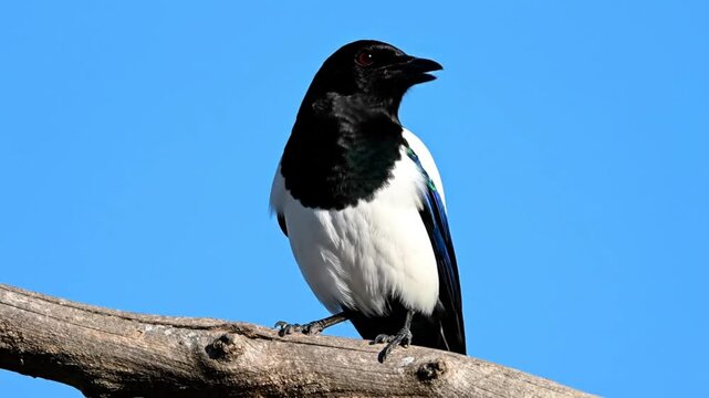 European magpie bird perched on a branch with vivid blue sky background shows its striking plumage and calls out in the sunshine