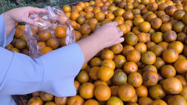 50s middle aged southeast asian woman selecting tangerines and putting them into a transparent plastic bag at a local fruit vendor stall, eye level shot from side angle, showing hand movement